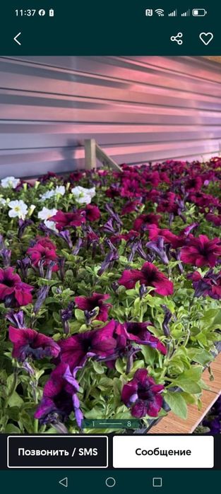 Цветы петуния на продаже