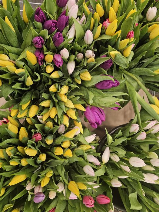 Тюльпаны оптом 430