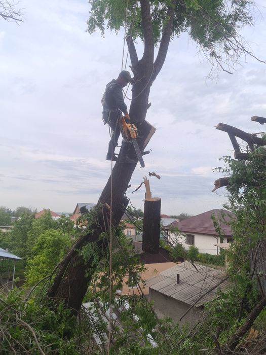 Спил деревьев обрезка плодовых