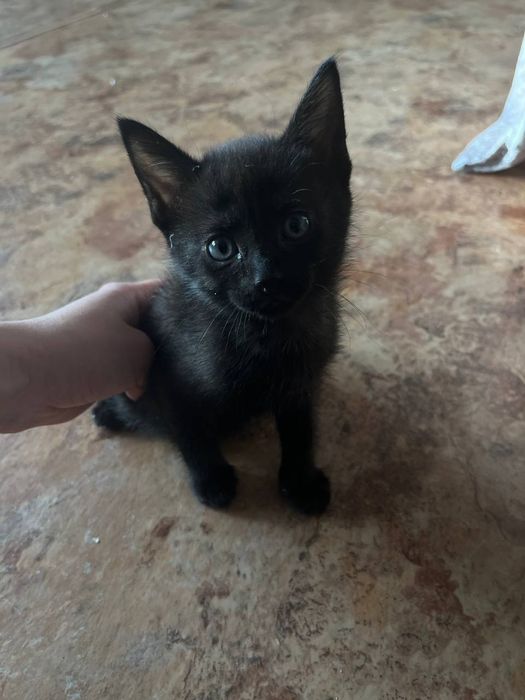 Отдам в ласковые руки, бесплатно