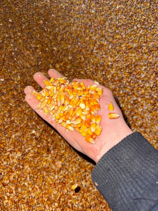 Porumb rosu/alb cea mai buna calitate!