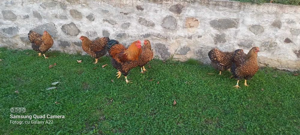 Oua de incubat găini de rasă