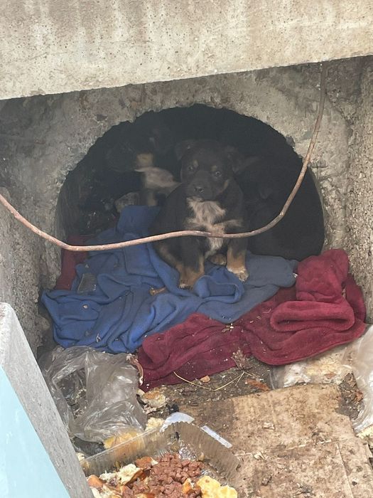 Милые щенки, полупородистые