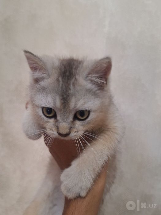 Британский Шиншила