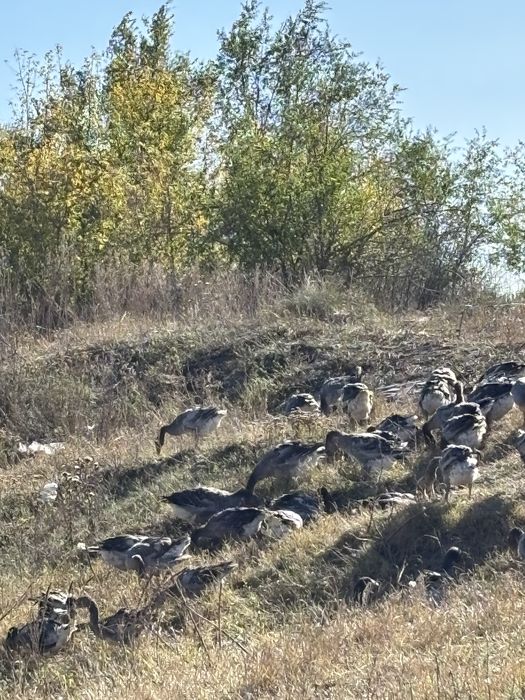 Гусь живой , Қаз тірілей