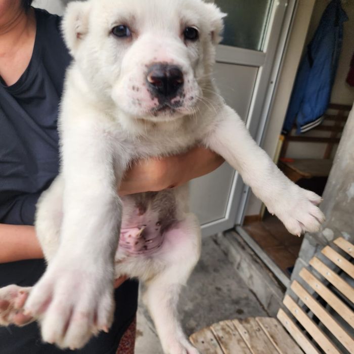 щенки алабая. белые.