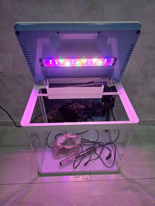 Acvariu pești cu neon