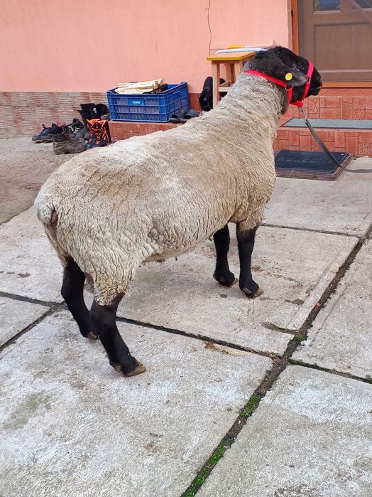 Suffolk berbec oi suffolk