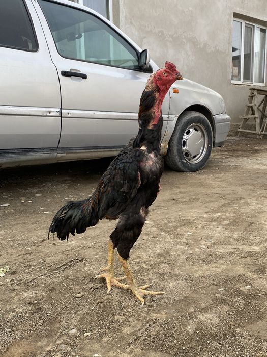 Дакан бойцовый кораз тулек