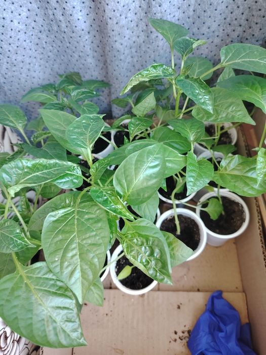Продам рассаду помидоры, перец