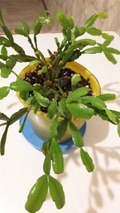 Продаю комнатные цветы разные