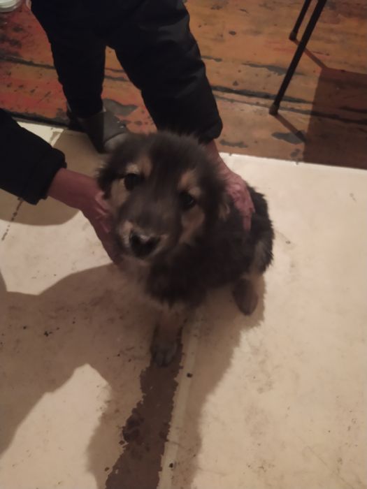 Отдам щенков в хорошие руки