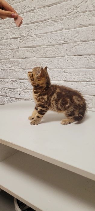 Продается котенок.Девочка шотландка