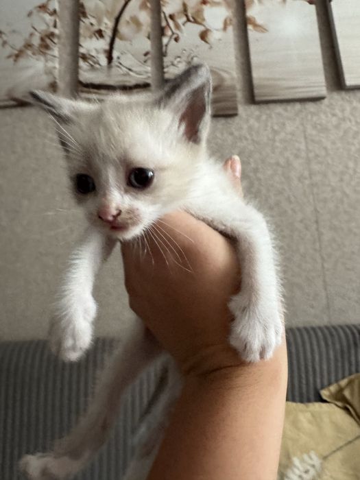 Отдам малышей-котяток