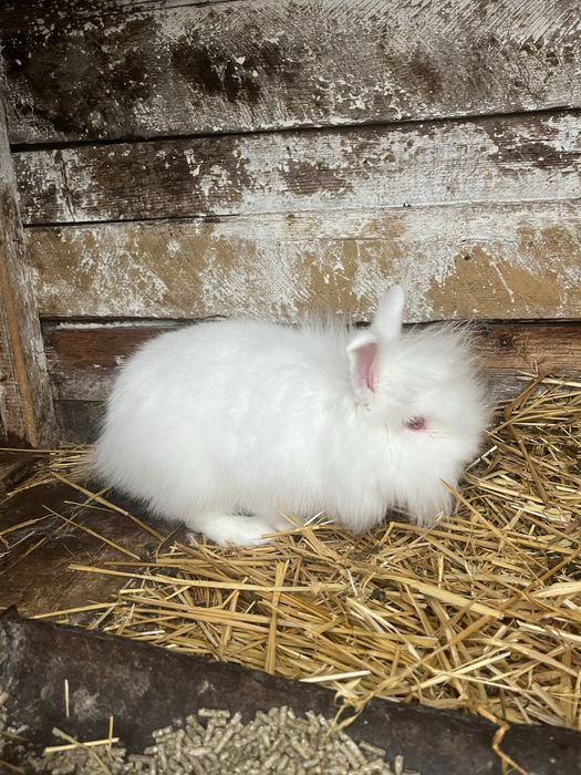 Iepure cap de leu-negociabil