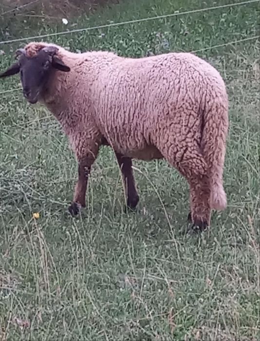 Berbecuți  Miei de vanzare