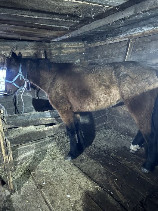 Бие жуас сатылад