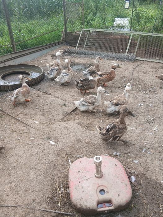 Oua de gasca de rata motate și rata muta pt incubat