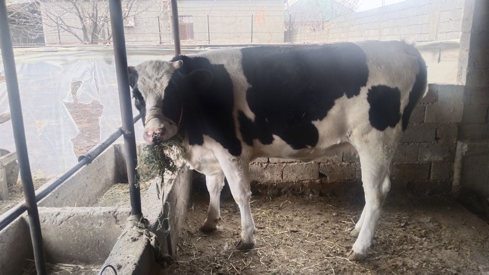 Парода Галштейн Сиыр сатлады