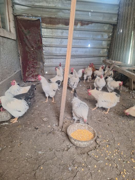 Продам петухов молотки