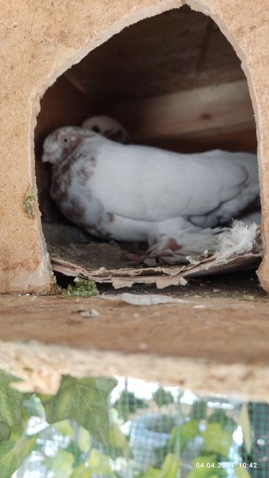 3 кептер сатылалы