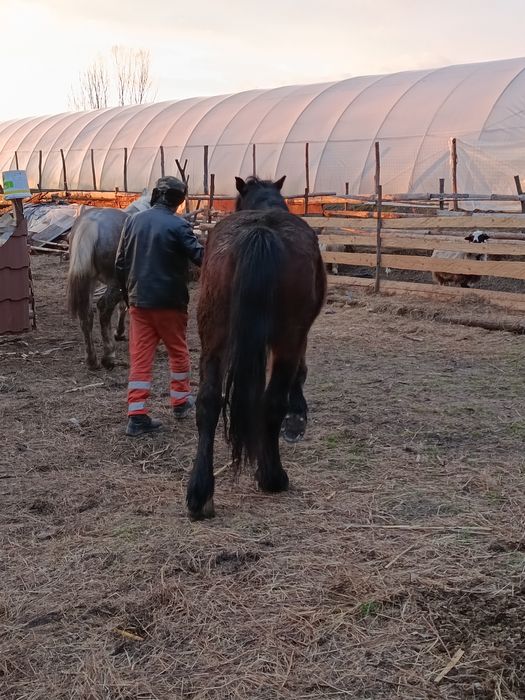 Vând un mânz și o mânză