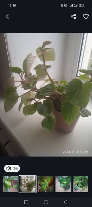 Комнатные цветы цена от 2500тенге