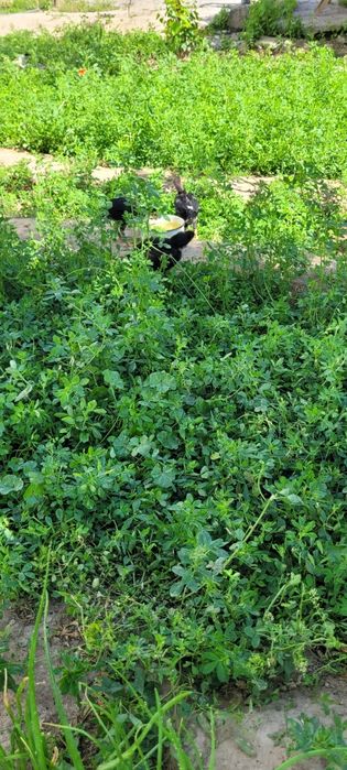 Австролорп румыния