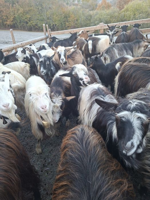 Vând 7 capre tinere