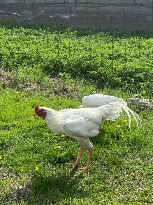 продается петух шамо