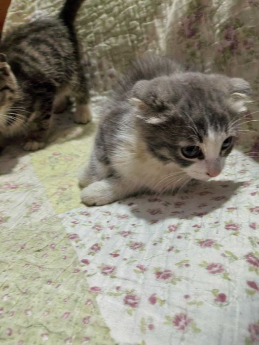 Вислоухие котята