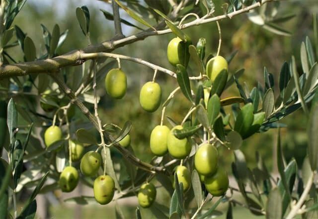 kivi banan guvava arbuts  zaytun  papaya