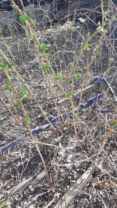 Продам саженцы малины