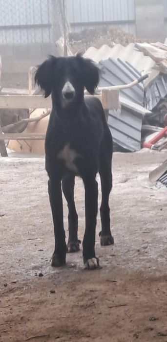 Қазақы құмай тазы