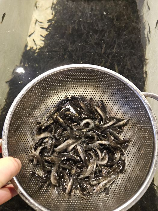 Балканска пъстърва за зарибяване