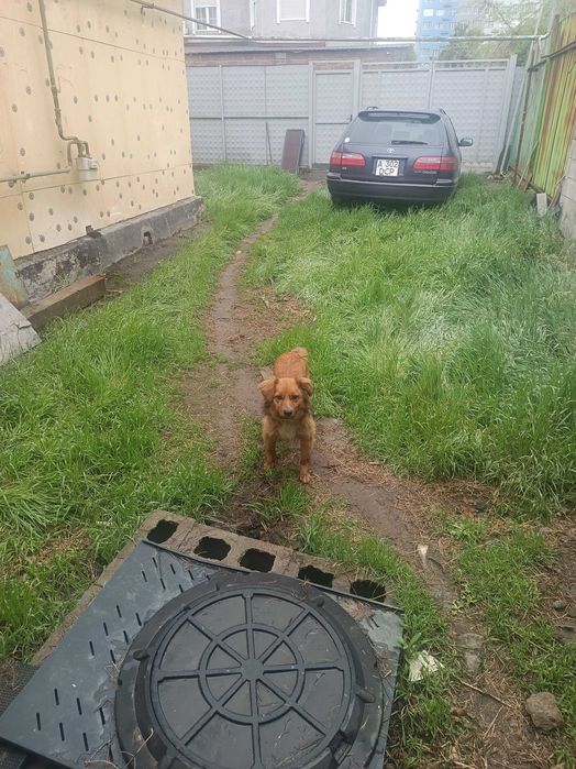 Отдам собачку в добрые руки