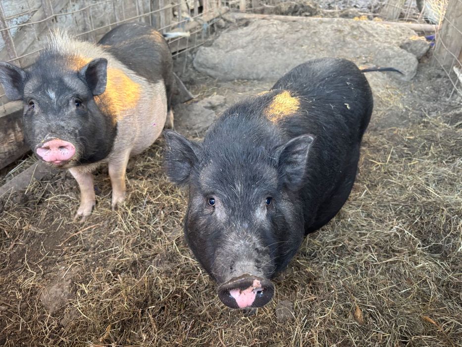 Vand 400 lei bucata in Cristur Criseni
