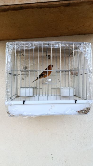 Гибрид Кокил Канарейка