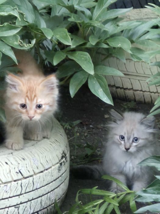 Отдам в хорошие руки. Котята от умной крысоловой кошки.