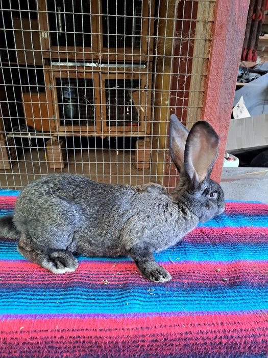 Vand iepuri urias german