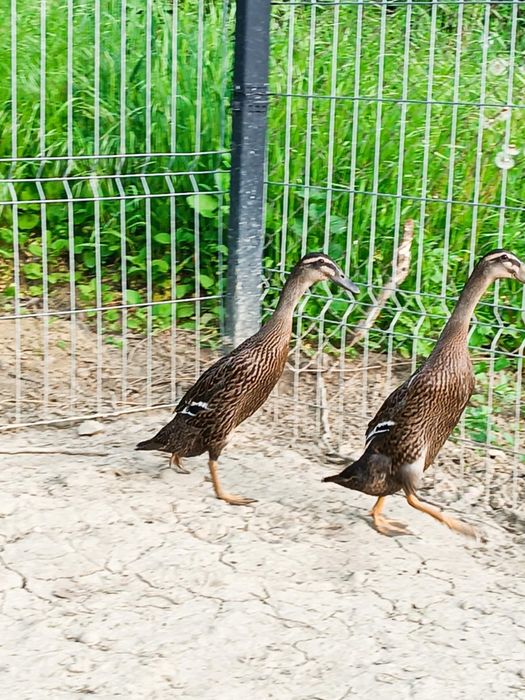 Ouă rațe alergătoare