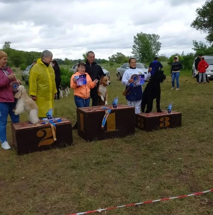 Шикарный кобель АМП ищет подругу