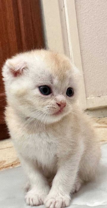 Sotiladi Scottish Fold