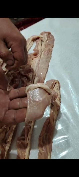 Шек на шужик и казы