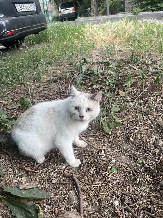 Отдам котика в добрые руки