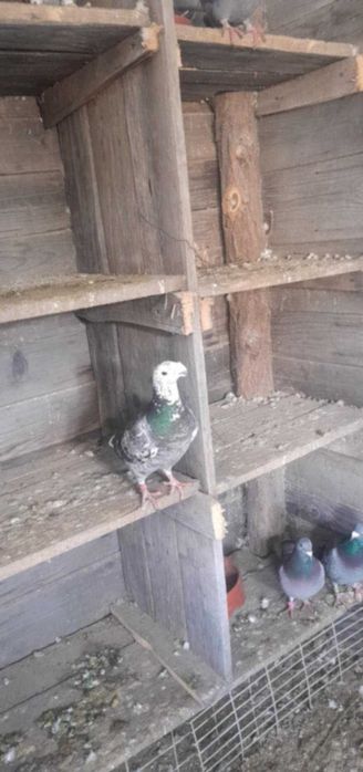 Porumbeii de vânzare