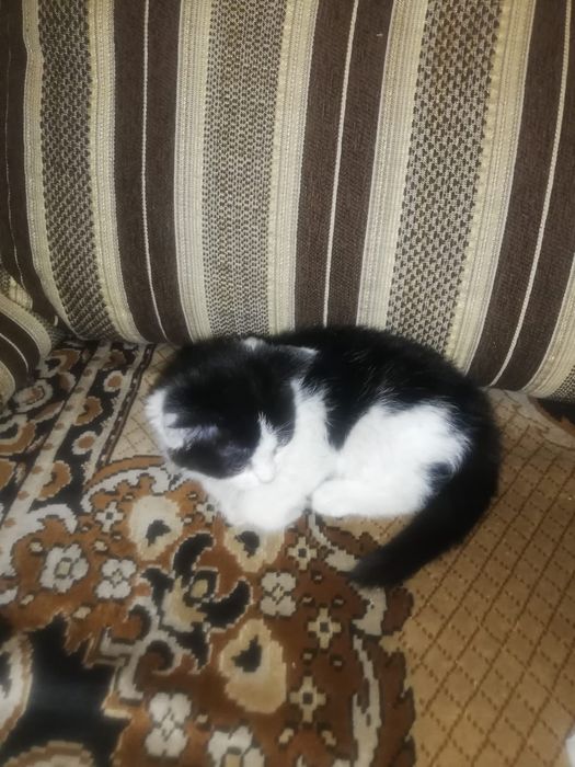 Котенок 1.5 месяца