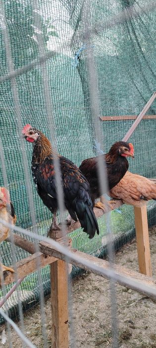 Продавам петли няколко вида