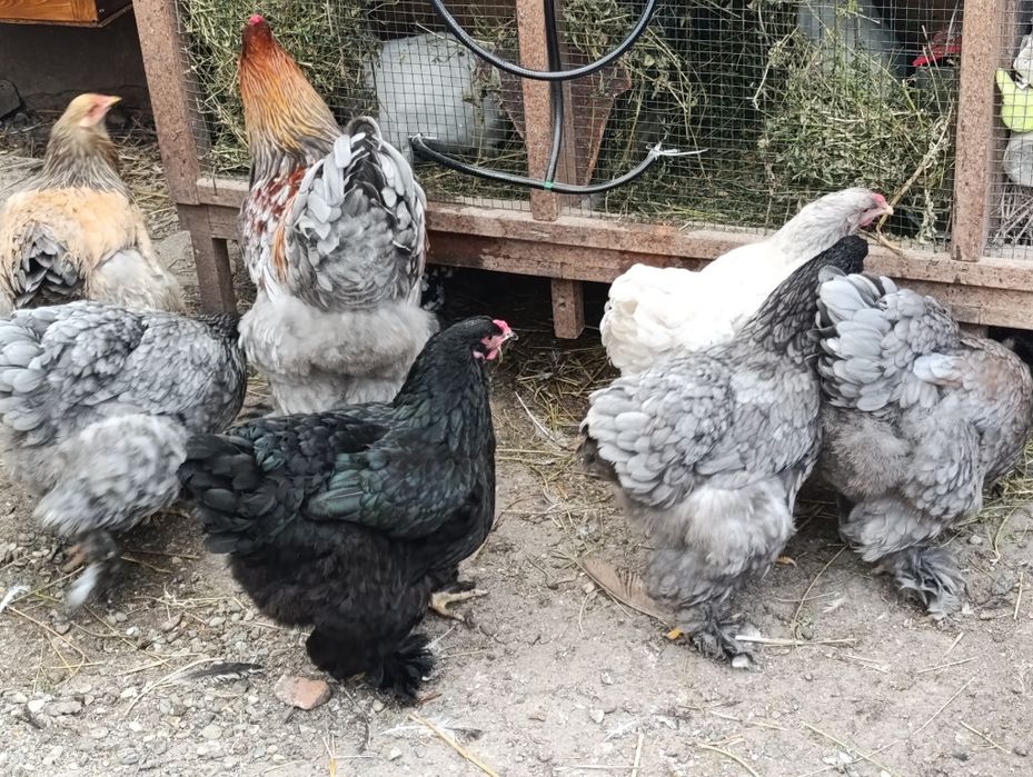 Ouă brahma pentru incubat