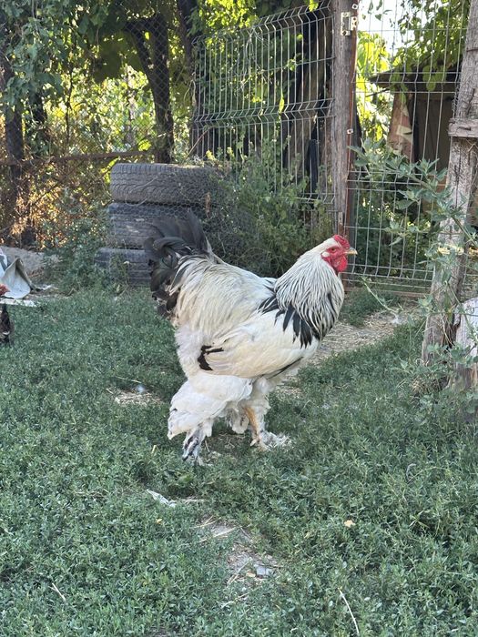 Disponibili cocosi brahma herminat deschis